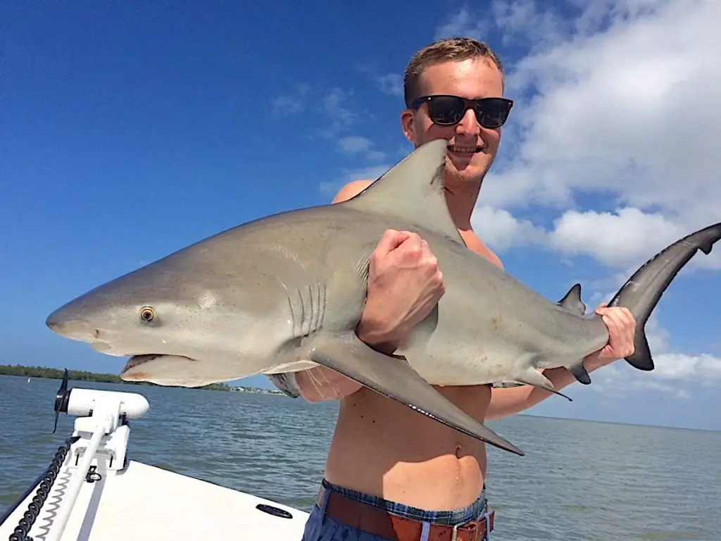 Bull Shark, Stealing The Cut Bait For Redfish, Catch & Release, Sanibel Island Fishing Charters & Captiva Island Fishing Charters, Sanibel Island, Wednesday, February 21, 2018.