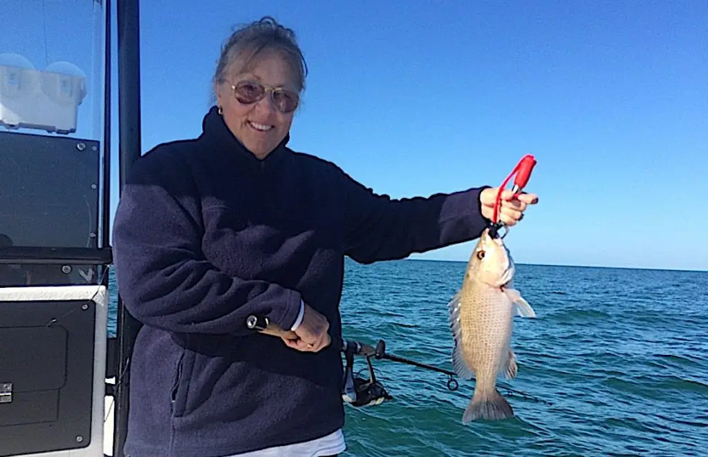 Mangrove Snapper, Near Offshore Structure, Catch & Release, Sanibel Island Fishing Charters & Captiva Island Fishing Charters, Friday, February 2, 2018.