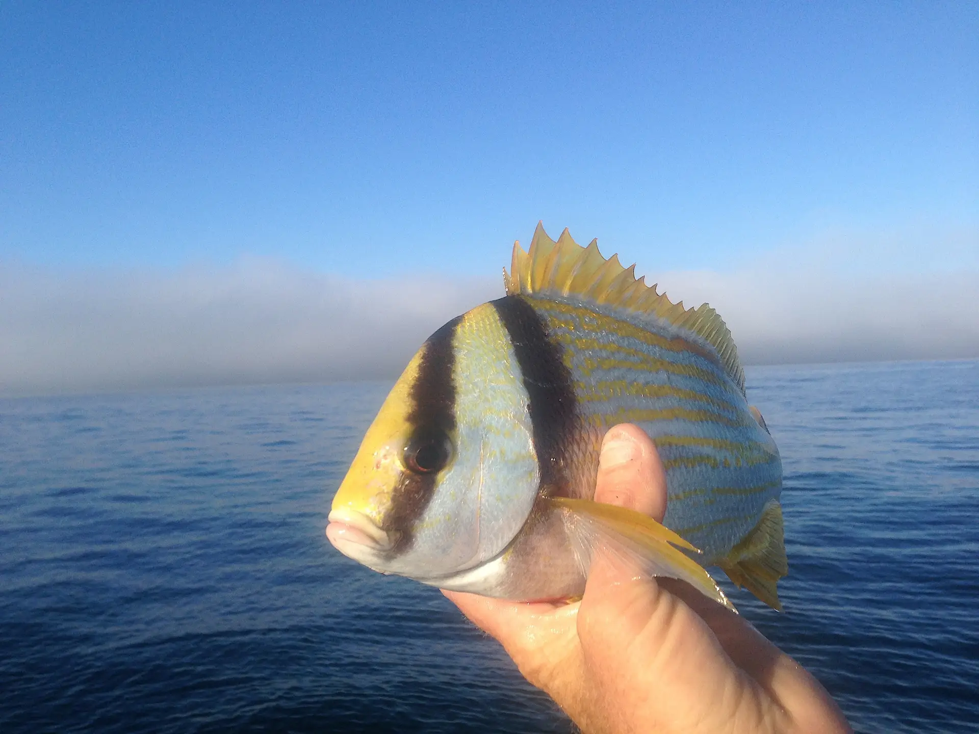 More Porkfish, Offshore, Catch & Release, Sanibel Fishing & Captiva Fishing, Sanibel Island, Tuesday, February 6, 2018.