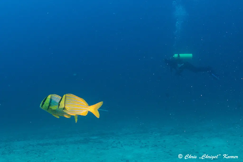 Porkfish, Catch & Release, Sanibel Fishing & Captiva Fishing, Sanibel Island, Tuesday, February 6, 2018. Photo Courtesy Of Creative Commons, https://www.flickr.com/photos/chriskarrer/.