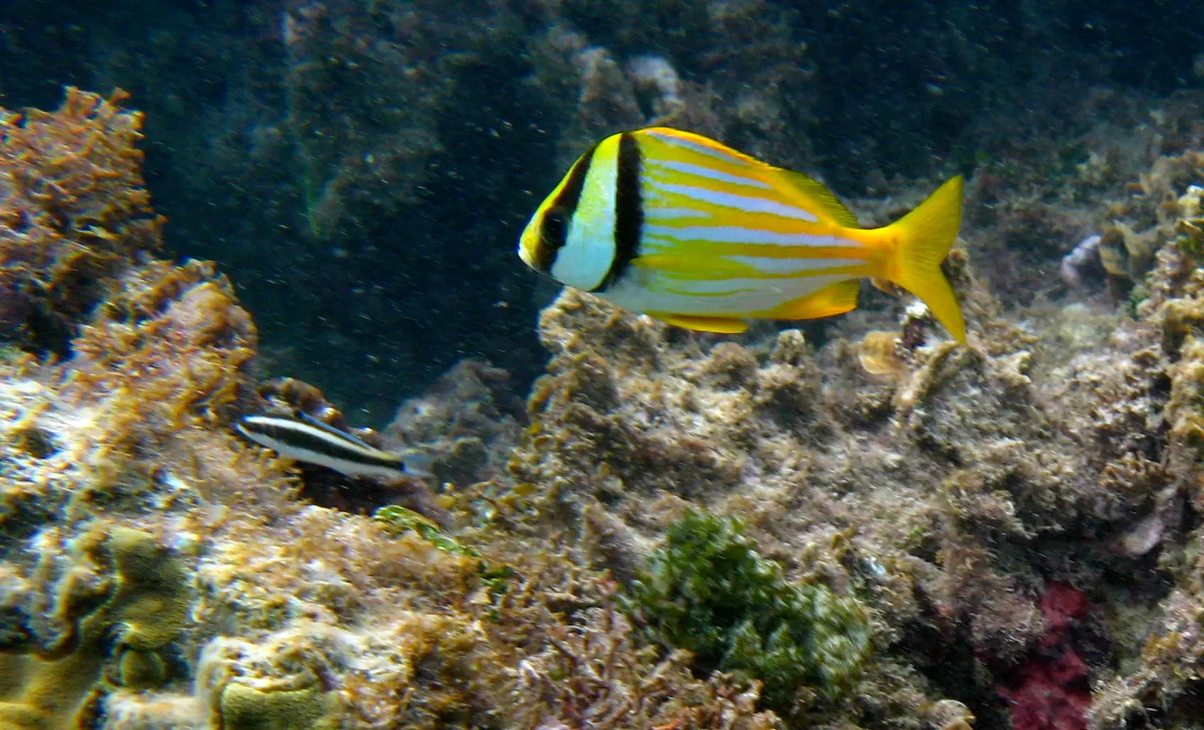 Porkfish, Catch & Release, Sanibel Fishing & Captiva Fishing, Sanibel Island, Tuesday, February 6, 2018. Photo Courtesy Of Creative Commons, https://www.flickr.com/photos/by-ken/.