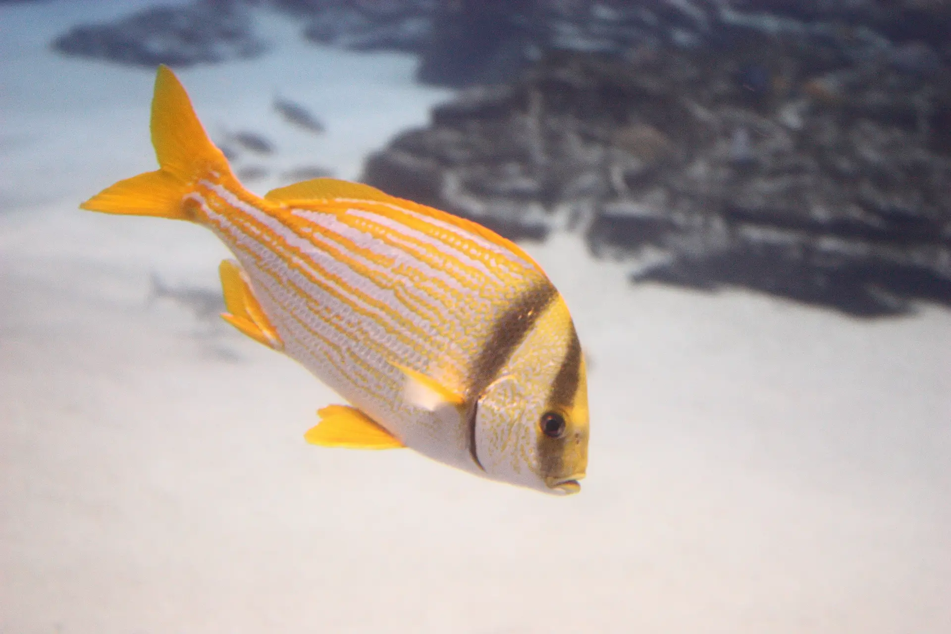 Porkfish, Catch & Release, Sanibel Fishing & Captiva Fishing, Sanibel Island, Tuesday, February 6, 2018. Photo Courtesy Of Creative Commons, https://www.flickr.com/photos/lizbrooks/.