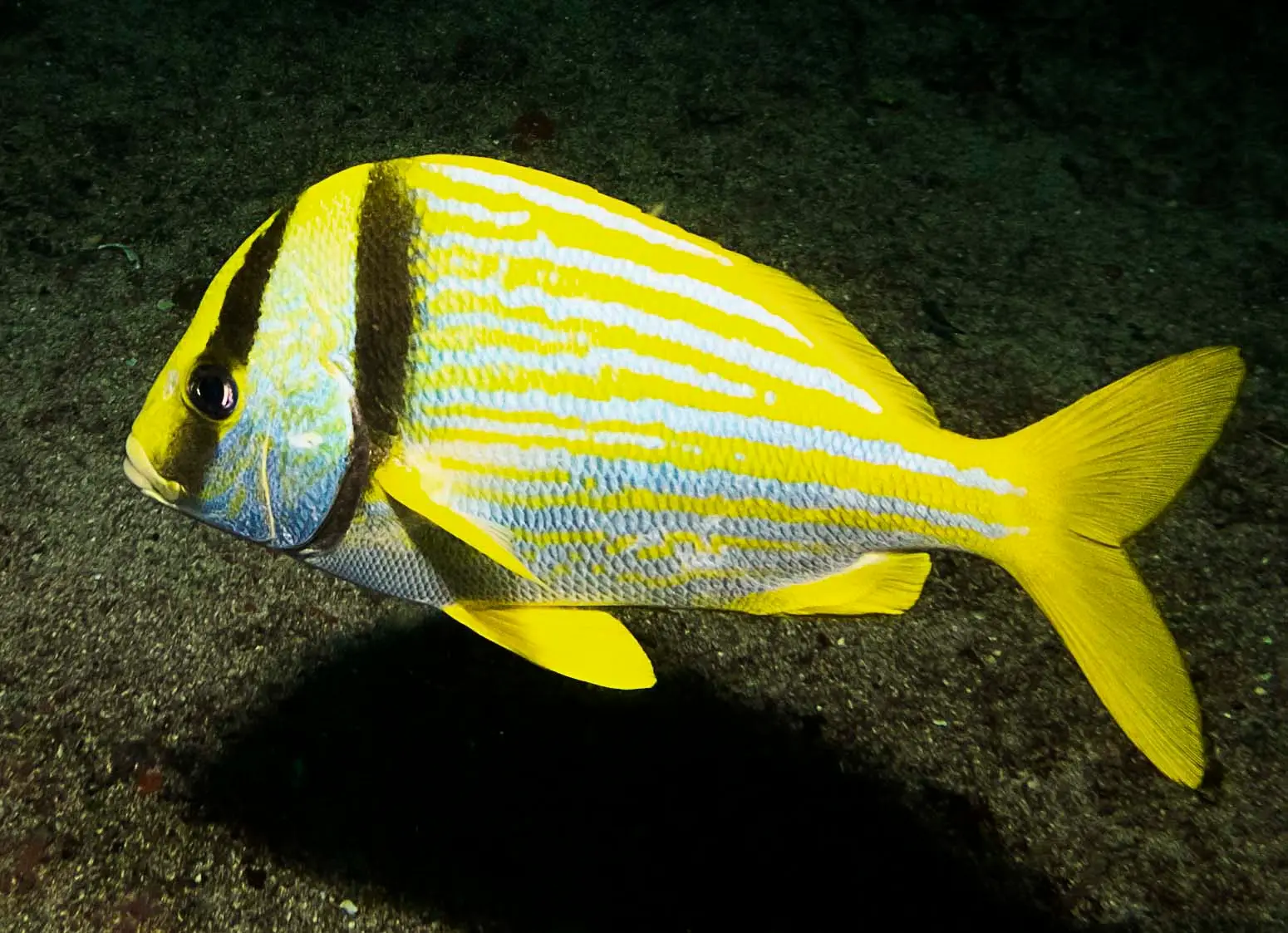 Porkfish, Catch & Release, Sanibel Fishing & Captiva Fishing, Sanibel Island, Tuesday, February 6, 2018. Photo Courtesy Of Creative Commons, www.bbmexplorer.com.