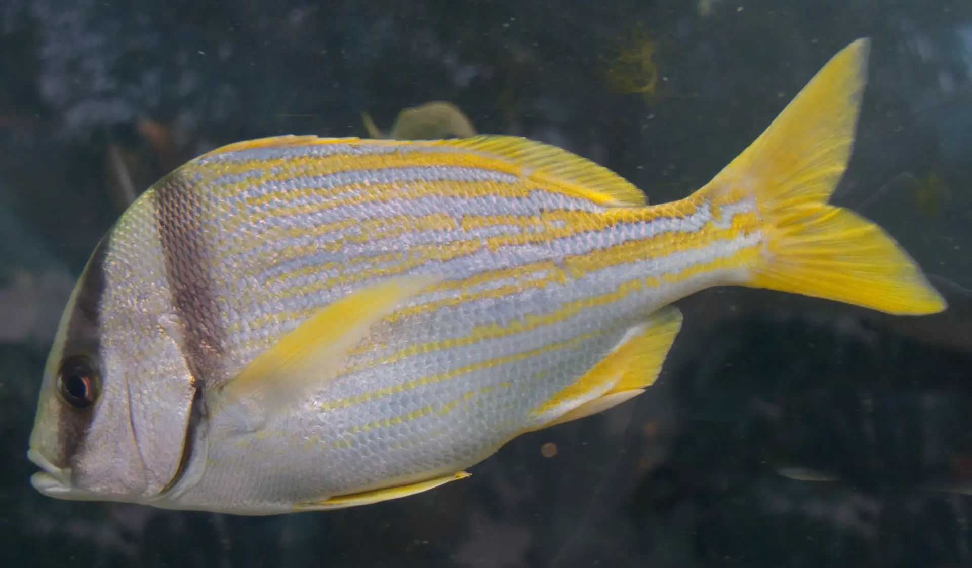 Porkfish, Catch & Release, Sanibel Fishing & Captiva Fishing, Sanibel Island, Tuesday, February 6, 2018. Photo Courtesy Of Creative Commons, https://www.flickr.com/photos/hisgett/.