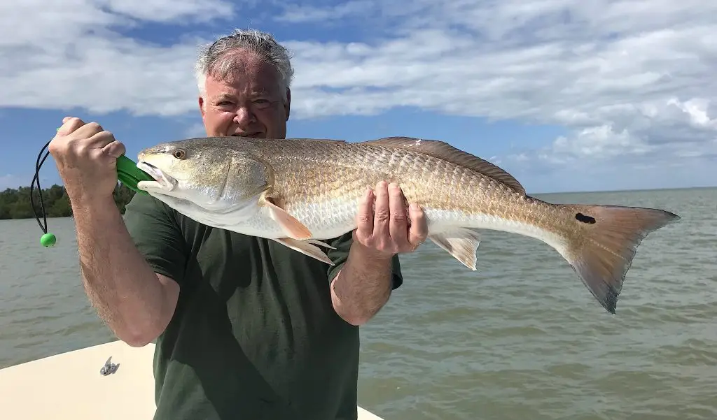 Redfish, Catch & Release, Sanibel Island Fishing Charters & Captiva Island Fishing Charters, Sanibel Island, Thursday, February 22, 2018.