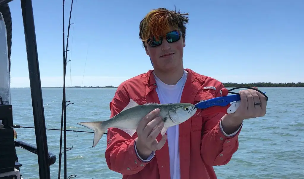 Bluefish, Catch & Release, Sanibel Island Fishing Charters & Captiva Island Fishing Charters, Sanibel Island, Monday, March 12, 2018.