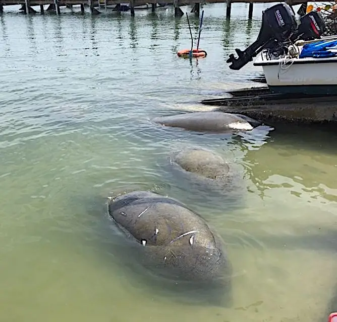 Manatees Feeding, Jensen's Marina, Sanibel Island Fishing Charters & Captiva Island Fishing Charters, Sanibel Island, Saturday, March 10, 2018.