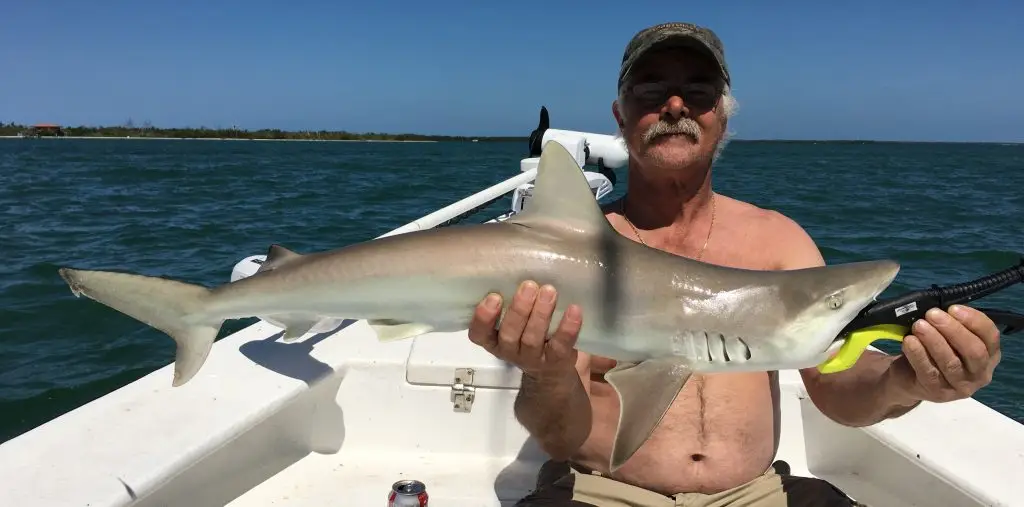 Wesley, Blacknose Reef Shark, Catch & Release, Sanibel Island Fishing Charters & Captiva Island Fishing Charters, Sanibel Island, Friday, April 13, 2018.