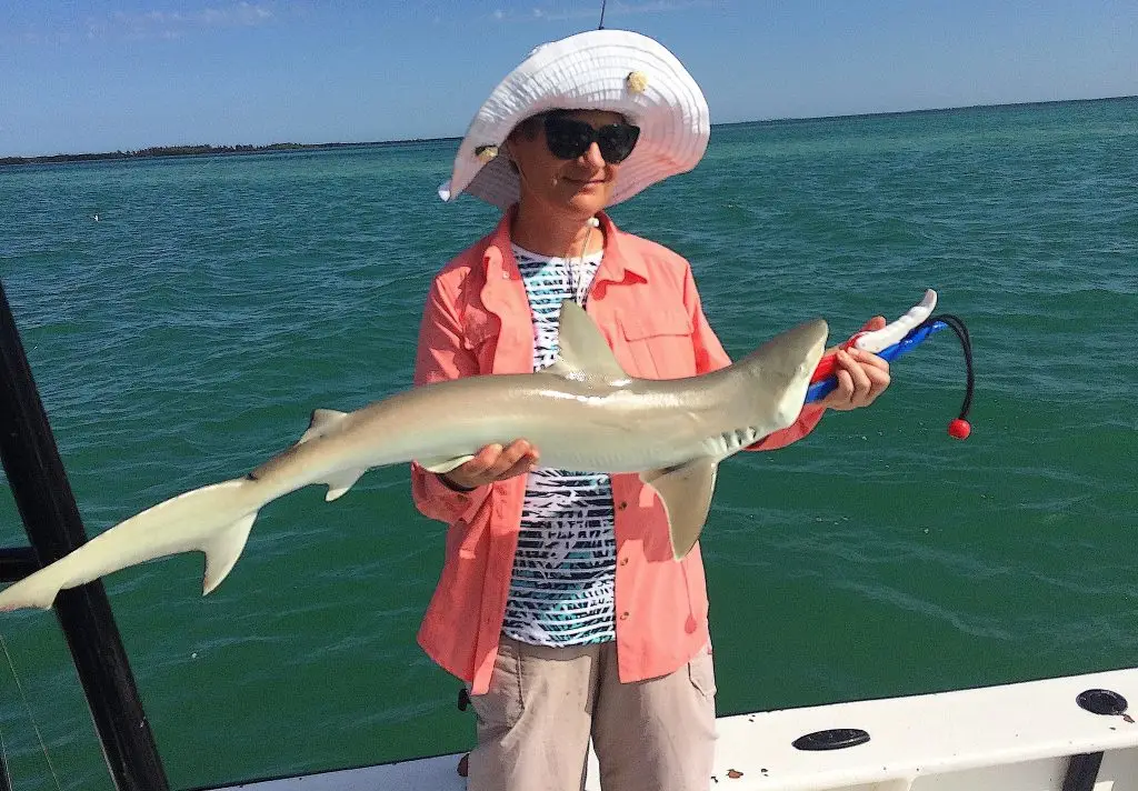 Atlantic Sharpnose Shark, Catch & Release, Sanibel Island Fishing Charters & Captiva Island Fishing Charters, Sanibel Island, Sunday, May 20, 2018.