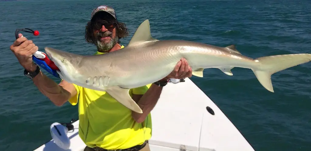 Blacknose Shark, Catch & Release, Sanibel Island Fishing Charters & Captiva Island Fishing Charters, Sanibel Island, Thursday, May 17, 2018.