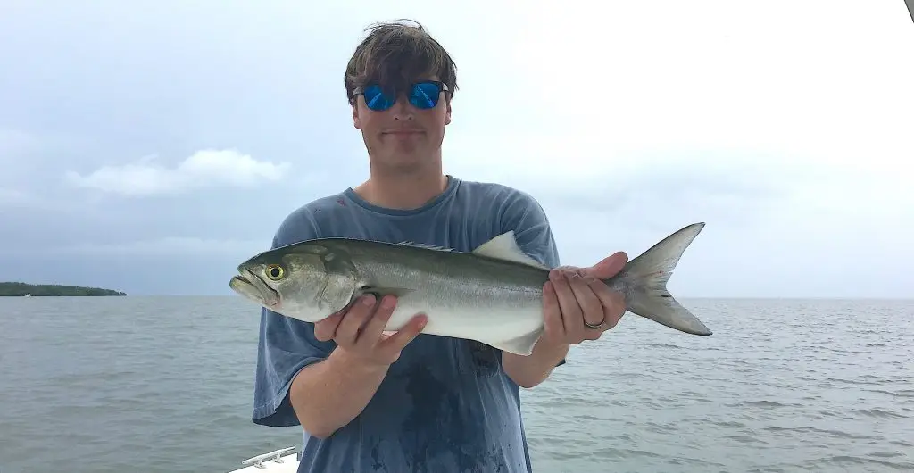 Bluefish, Catch & Release, Sanibel Island Fishing Charters & Captiva Island Fishing Charters, Sanibel Island, Friday, May 18, 2018.