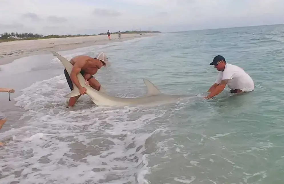 Hammerhead Shark & Tarpon Off Sanibel & Captiva, Catch & Release, Sanibel Island Fishing Charters & Captiva Island Fishing Charters, Sanibel Island, Friday, May 10, 2018. Photo Courtesy Of Elliot Sudal.