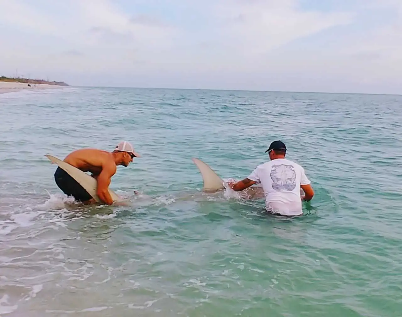 Hammerhead Shark & Tarpon Off Sanibel & Captiva Beaches, Catch & Release, Sanibel Island Fishing Charters & Captiva Island Fishing Charters, Sanibel Island, Friday, May 10, 2018. Photo Courtesy Of Elliot Sudal.