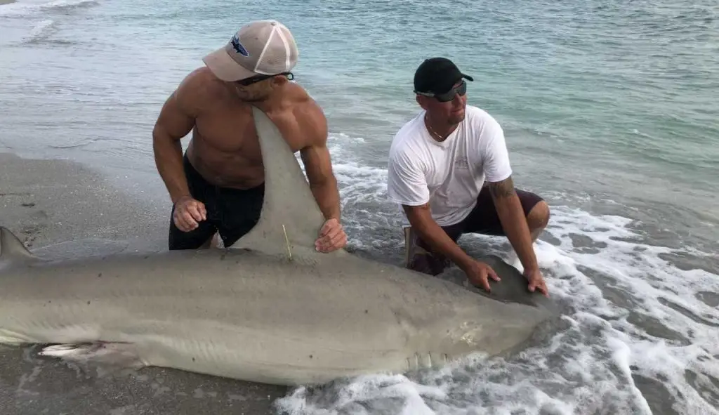 Hammerhead Sharks Chasing Tarpon Off Sanibel & Captiva Beaches, Catch & Release, Sanibel Island Fishing Charters & Captiva Island Fishing Charters, Sanibel Island, Friday, May 10, 2018. Photo Courtesy Of Elliot Sudal.