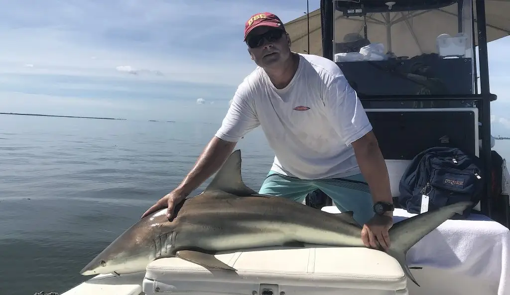 Big Blacktip Shark, Catch & Release, Sanibel Island Fishing Charters & Captiva Island Fishing Charters, Sanibel Island, Wednesday, June 13, 2018.
