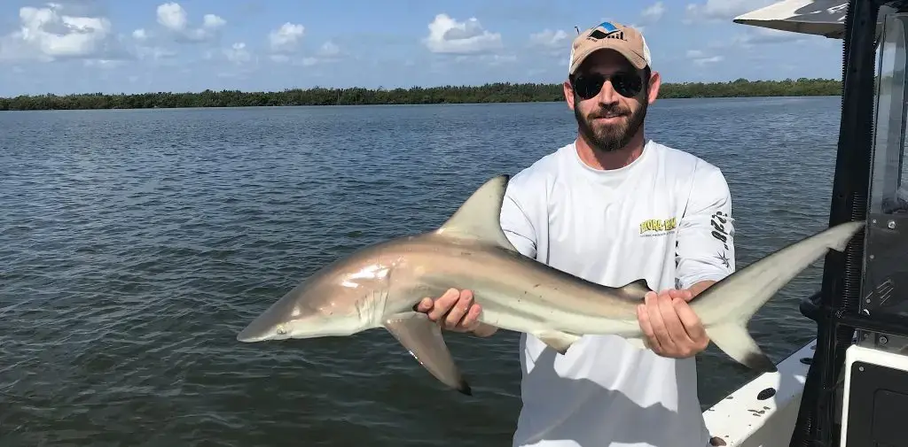 Blacktip Shark Catch & Release, Sanibel Island Fishing Charters & Captiva Island Fishing Charters, Sanibel Island, Monday, June 25, 2018.
