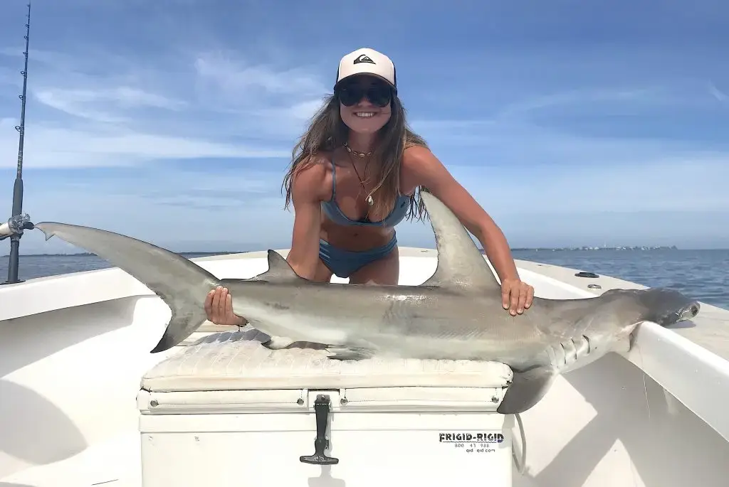 Hammerhead Shark, Inshore, Catch & Release, Sanibel Island Fishing Charters & Captiva Island Fishing Charters, Sanibel Island, Monday, June 18, 2018.