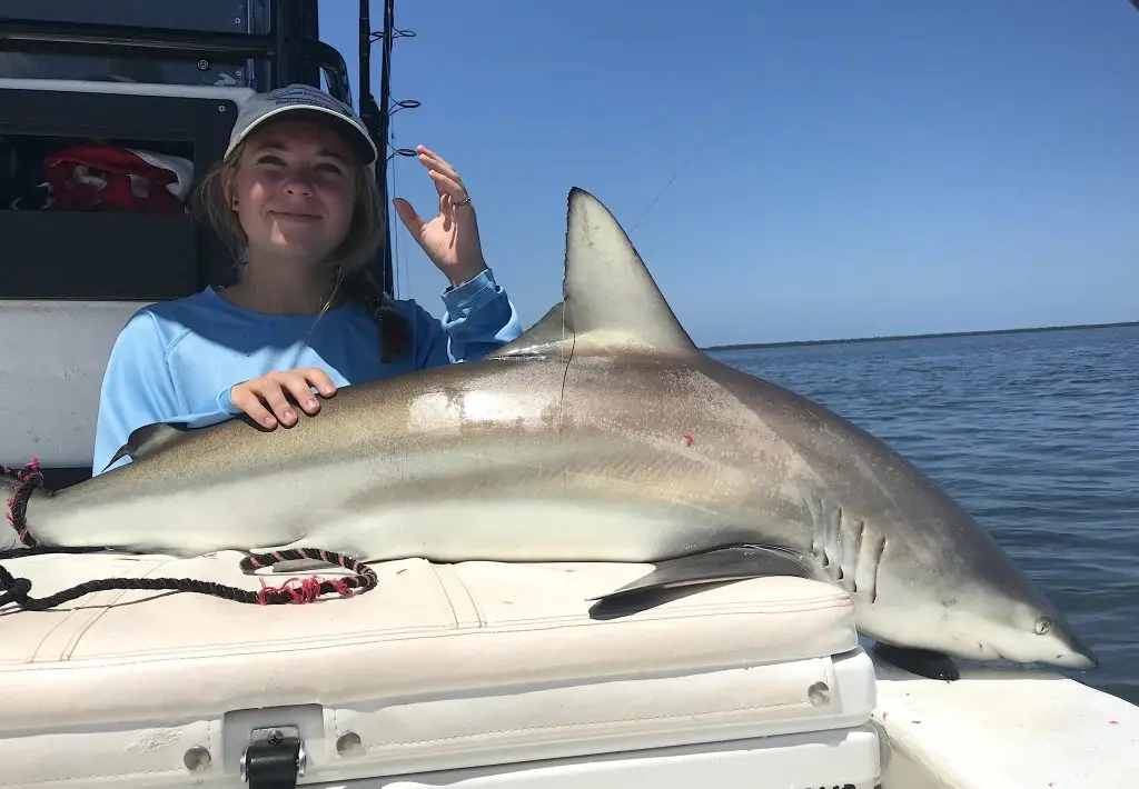 Spinner Shark, Catch & Release, Sanibel Island Fishing Charters & Captiva Island Fishing Charters, Sanibel Island, Saturday, June 23, 2018.