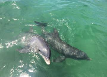 Captiva Fishing, Dolphins Playing, July 11!
