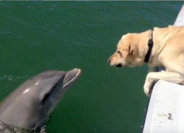 Hank, The Fishing Dog, & His Good Friend Sweet Pea, The Dolphin! Sanibel Island Fishing, Catch & Release, Captiva Island, Sunday, December 20, 2020.