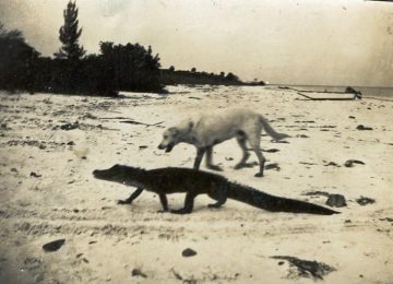 Yellow Lab & Alligator, Captiva Island, Photo Credit - Captiva Historical Society